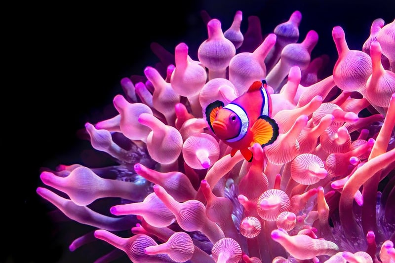 Clownfish